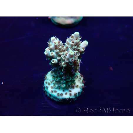 WYSIWYG AcroporaMariculture acclimated LED
