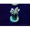 WYSIWYG AcroporaMariculture acclimated LED