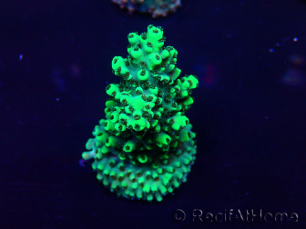 WYSIWYG Acropora Mariculture acclimaté led