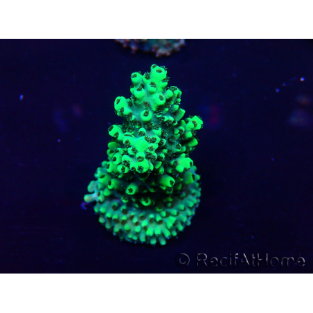 WYSIWYG Acropora Mariculture acclimaté led