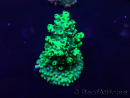 WYSIWYG Acropora Mariculture acclimaté led
