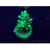 WYSIWYG Acropora Marikultur akklimatisiert LED