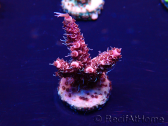 WYSIWYG Acropora aclimatada led