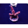 WYSIWYG Acropora acclimatato led