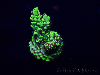 WYSIWYG Acropora Marikultur akklimatisiert LED