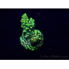 WYSIWYG Acropora 15H5 Mariculture acclimaté led