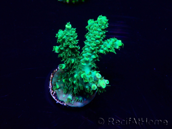 WYSIWYG Acropora 15H11 Mariculture acclimaté led