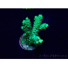 WYSIWYG Acropora 15H11 Mariculture acclimaté led