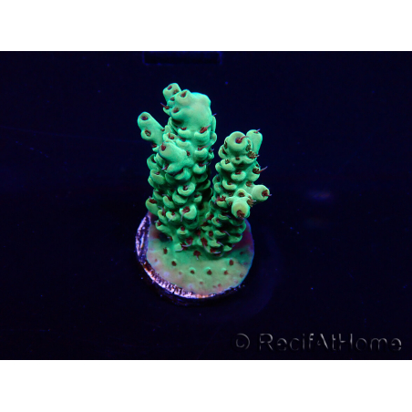 WYSIWYG Acropora Mariculture acclimaté led