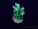 WYSIWYG Acropora Mariculture acclimaté led