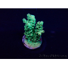 WYSIWYG Acropora 15J7 Mariculture acclimaté led