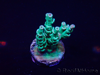 WYSIWYG Acropora 15K11 Mariculture acclimaté led