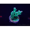 WYSIWYG Acropora 15K11 Mariculture acclimaté led
