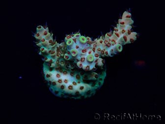 WYSIWYG Acropora Australien akklimatisiert LED
