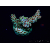 WYSIWYG Acropora Australia acclimatato LED