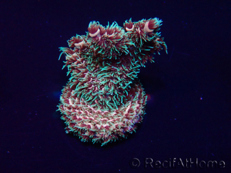 WYSIWYG Acropora Marikultur akklimatisiert LED