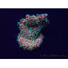 WYSIWYG Acropora Marikultur akklimatisiert LED