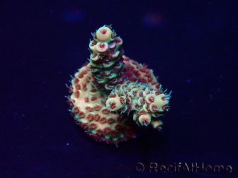 WYSIWYG Acropora Maricultura aclimatada LED