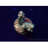 WYSIWYG Acropora Maricultura aclimatada LED