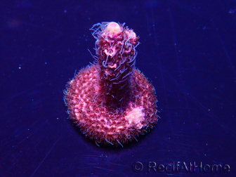 WYSIWYG Acropora Marikultur akklimatisiert LED