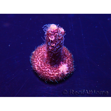 WYSIWYG Acropora Marikultur akklimatisiert LED