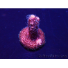 WYSIWYG Acropora 15R5 Mariculture acclimaté led