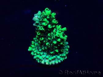 WYSIWYG Acropora Maricoltura acclimatata a LED