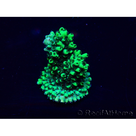 WYSIWYG Acropora Maricultuur geacclimatiseerd LED