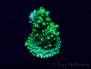 WYSIWYG Acropora Maricultuur geacclimatiseerd LED