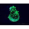 WYSIWYG Acropora Maricultura aclimatada LED