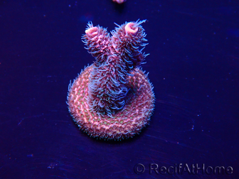 WYSIWYG Acropora Maricultura aclimatada LED