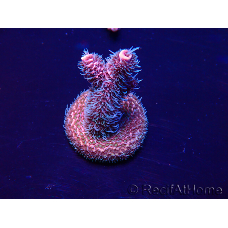 WYSIWYG Acropora Maricultuur geacclimatiseerd LED