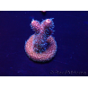 WYSIWYG Acropora Mariculture acclimated LED