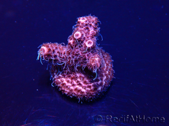 WYSIWYG Acropora Maricultuur geacclimatiseerd LED