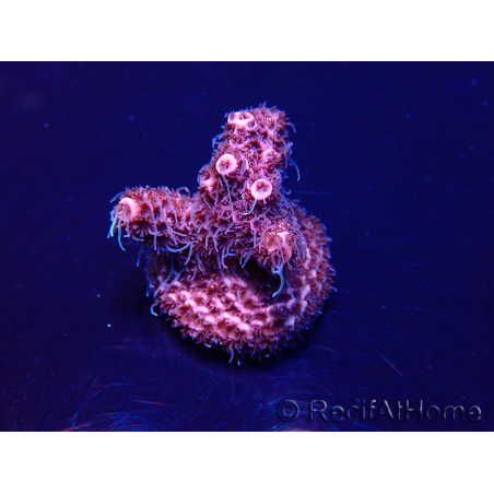 WYSIWYG Acropora Maricultura aclimatada LED