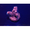 WYSIWYG Acropora Maricultura aclimatada LED