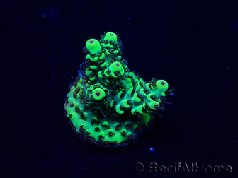 WYSIWYG Acropora 15T7 Mariculture acclimaté led