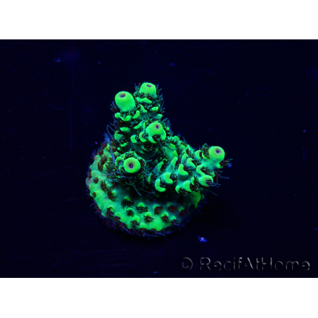 WYSIWYG Acropora 15T7 Mariculture acclimaté led