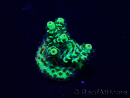 WYSIWYG Acropora Maricoltura acclimatata a LED