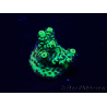 WYSIWYG Acropora Mariculture acclimated LED