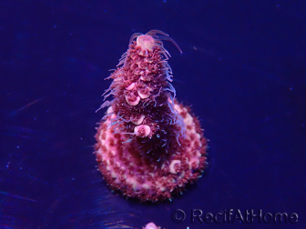 WYSIWYG Acropora Maricoltura acclimatata a LED