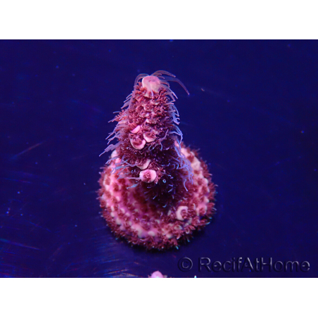 WYSIWYG Acropora Maricoltura acclimatata a LED