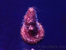 WYSIWYG Acropora Maricultura aclimatada LED