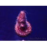 WYSIWYG Acropora Mariculture acclimated LED