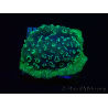 WYSIWYG - RAH Pavona maldivensis Green