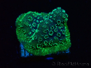 WYSIWYG - RAH Pavona maldivensis Green