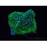 WYSIWYG - RAH Pavona maldivensis Green 3C7