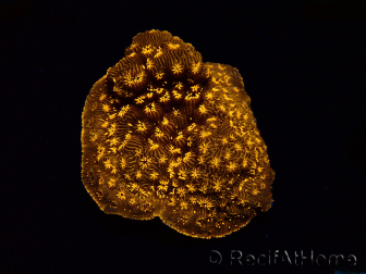WYSIWYG - RAH Pavona maldivensis Orange