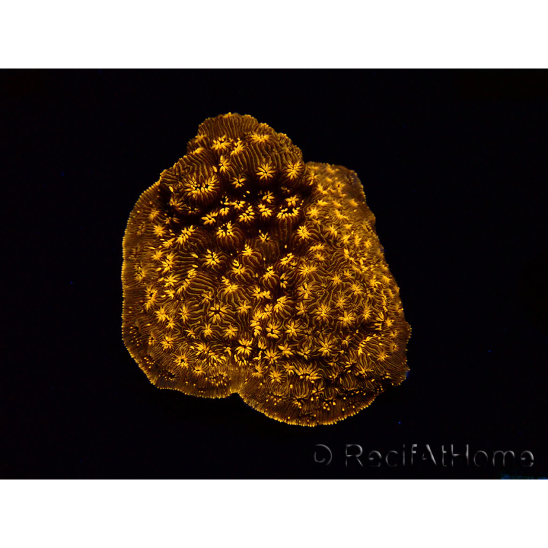 WYSIWYG - RAH Pavona maldivensis Orange