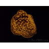 WYSIWYG - RAH Pavona maldivensis Orange